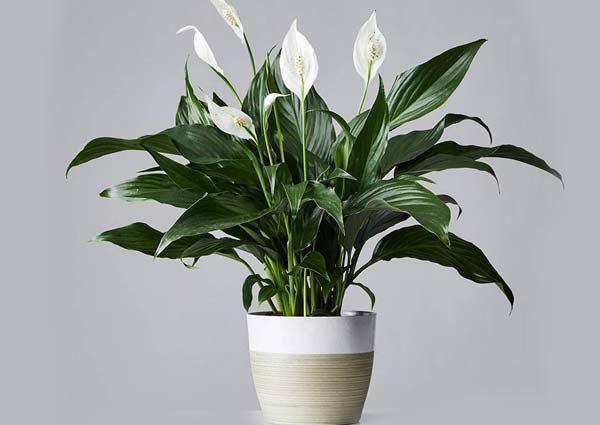 Peace Lily Plant