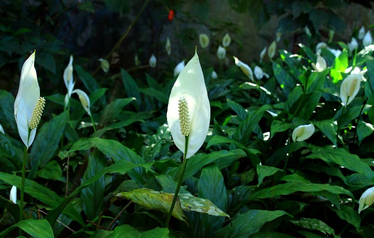 peace-lily