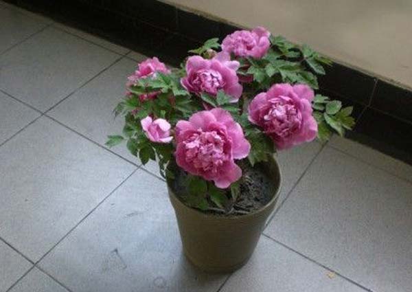 Peony Plant