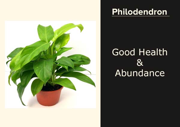 Philodendron