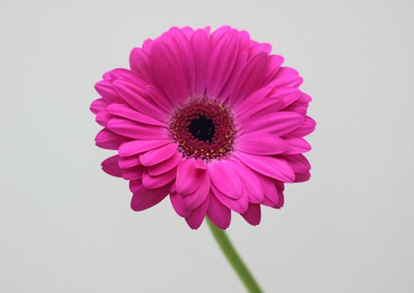 Orange Gerbera