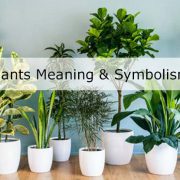Plants Meaning & Symbolism