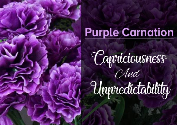 Purple Carnation