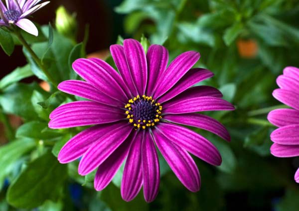 Purple Gerbera