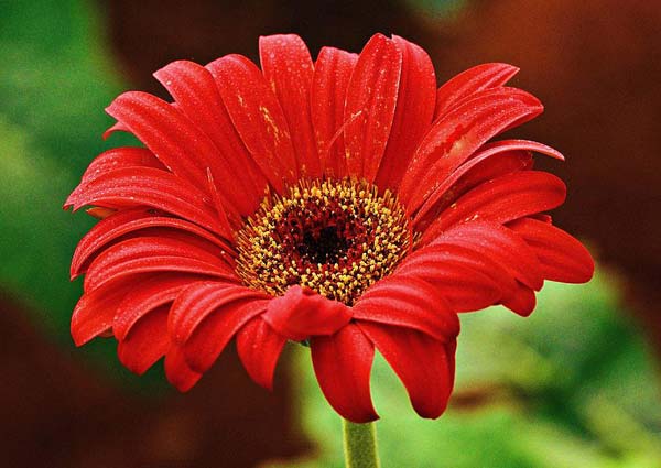 Red Gerbera