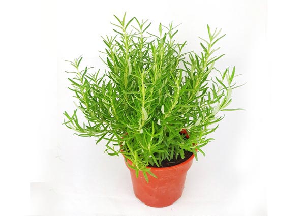 Rosemary