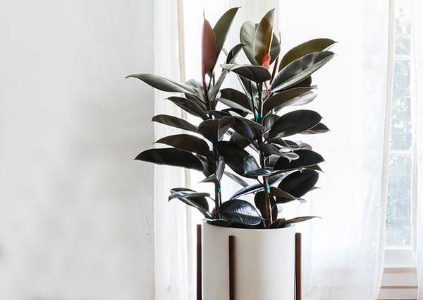 Rubber Plant