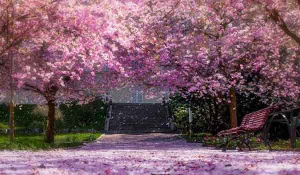 shillong cherry blossom festival