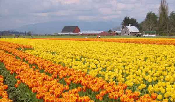 skagit valley tulip festival washington