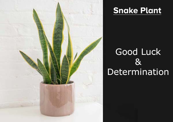 What Does the Snake Plant Symbolize  