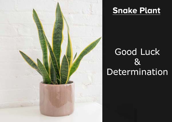 Snake Plant 