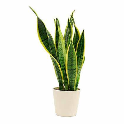 Snake Plant