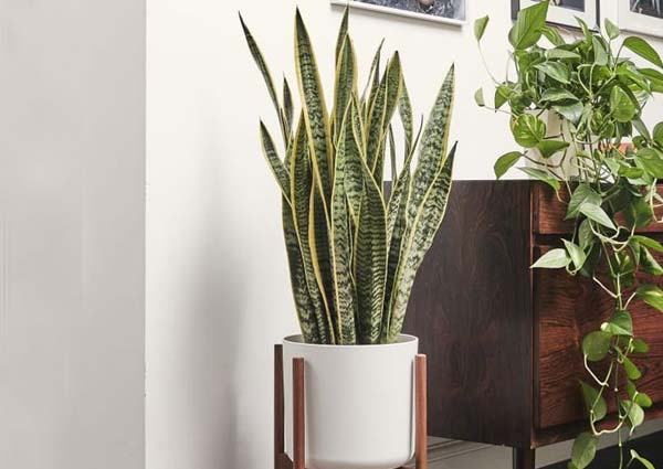 Snake Plant