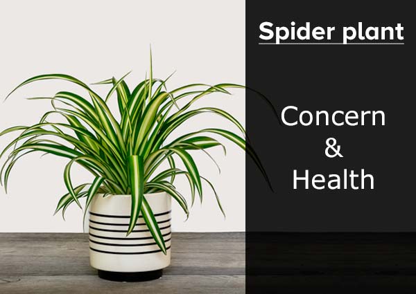 Spider Plant 