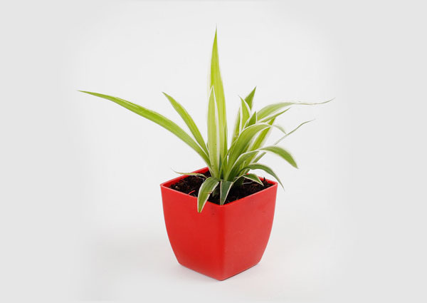 Spider Plant