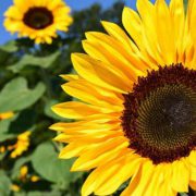 Sunflower Meaning, Symbolization