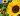 Sunflower Meaning, Symbolization