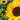 Sunflower Meaning, Symbolization