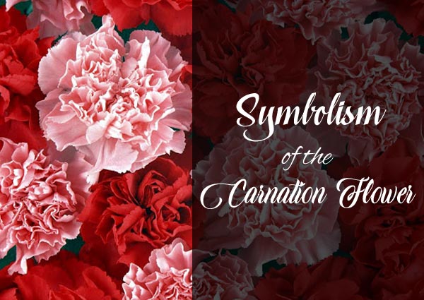 Carnation Symbolism