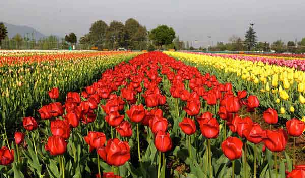 tulip festival srinagar