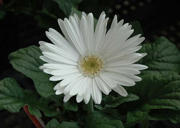 Orange Gerbera