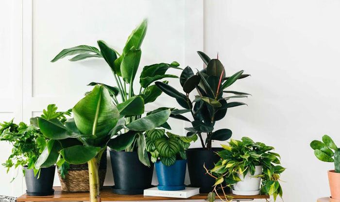 winter care tips for houseplants