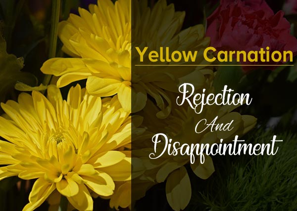 Yellow Carnation