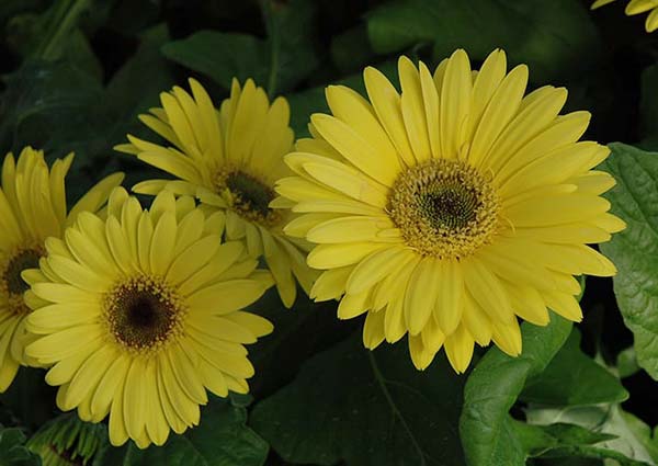 Orange Gerbera