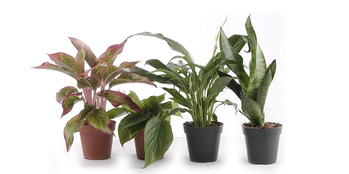 air purifying plants